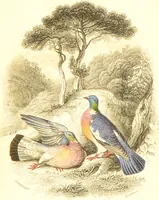 An illustration from The natural history of pigeons / Illustrated by thirty-two plates, coloured, and numerous woodcuts. With memoir of Pliny by Andrew Crichton. (1835)