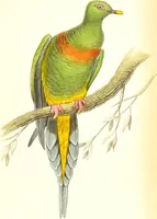 An illustration from The natural history of pigeons / Illustrated by thirty-two plates, coloured, and numerous woodcuts. With memoir of Pliny by Andrew Crichton. (1835)