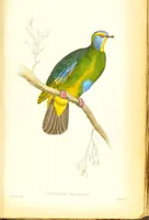 Picture 5 of 29 from The natural history of pigeons / Illustrated by thirty-two plates, coloured, and numerous woodcuts. With memoir of Pliny by Andrew Crichton. (1835), leaf 123