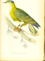 An illustration from The natural history of pigeons / Illustrated by thirty-two plates, coloured, and numerous woodcuts. With memoir of Pliny by Andrew Crichton. (1835)