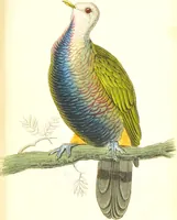 An illustration from The natural history of pigeons / Illustrated by thirty-two plates, coloured, and numerous woodcuts. With memoir of Pliny by Andrew Crichton. (1835)