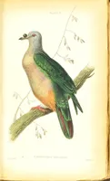 Picture 8 of 29 from The natural history of pigeons / Illustrated by thirty-two plates, coloured, and numerous woodcuts. With memoir of Pliny by Andrew Crichton. (1835), leaf 140