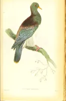 Picture 10 of 29 from The natural history of pigeons / Illustrated by thirty-two plates, coloured, and numerous woodcuts. With memoir of Pliny by Andrew Crichton. (1835), leaf 154