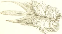 An illustration from The natural history of pigeons / Illustrated by thirty-two plates, coloured, and numerous woodcuts. With memoir of Pliny by Andrew Crichton. (1835)