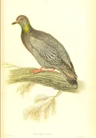 Picture 13 of 29 from The natural history of pigeons / Illustrated by thirty-two plates, coloured, and numerous woodcuts. With memoir of Pliny by Andrew Crichton. (1835), leaf 174