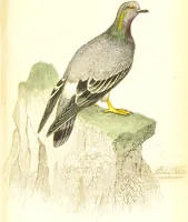 An illustration from The natural history of pigeons / Illustrated by thirty-two plates, coloured, and numerous woodcuts. With memoir of Pliny by Andrew Crichton. (1835)