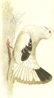 An illustration from The natural history of pigeons / Illustrated by thirty-two plates, coloured, and numerous woodcuts. With memoir of Pliny by Andrew Crichton. (1835)