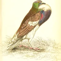 Picture 16 of 29 from The natural history of pigeons / Illustrated by thirty-two plates, coloured, and numerous woodcuts. With memoir of Pliny by Andrew Crichton. (1835), leaf 200