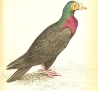 An illustration from The natural history of pigeons / Illustrated by thirty-two plates, coloured, and numerous woodcuts. With memoir of Pliny by Andrew Crichton. (1835)