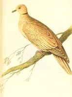 Picture 18 of 29 from The natural history of pigeons / Illustrated by thirty-two plates, coloured, and numerous woodcuts. With memoir of Pliny by Andrew Crichton. (1835), leaf 214