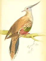 Picture 19 of 29 from The natural history of pigeons / Illustrated by thirty-two plates, coloured, and numerous woodcuts. With memoir of Pliny by Andrew Crichton. (1835), leaf 220