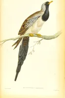 An illustration from The natural history of pigeons / Illustrated by thirty-two plates, coloured, and numerous woodcuts. With memoir of Pliny by Andrew Crichton. (1835)