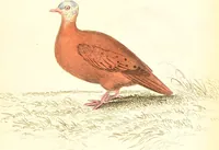An illustration from The natural history of pigeons / Illustrated by thirty-two plates, coloured, and numerous woodcuts. With memoir of Pliny by Andrew Crichton. (1835)