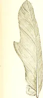 An illustration from The natural history of pigeons / Illustrated by thirty-two plates, coloured, and numerous woodcuts. With memoir of Pliny by Andrew Crichton. (1835)