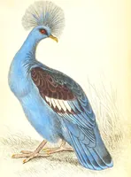Picture 29 of 29 from The natural history of pigeons / Illustrated by thirty-two plates, coloured, and numerous woodcuts. With memoir of Pliny by Andrew Crichton. (1835), leaf 294