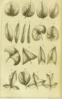 An illustration from A botanical dictionary: or elements of systematic and philosophical botany / [Colin Milne]. (1805)