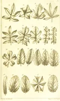 An illustration from A botanical dictionary: or elements of systematic and philosophical botany / [Colin Milne]. (1805)