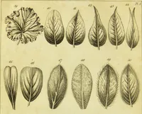 An illustration from A botanical dictionary: or elements of systematic and philosophical botany / [Colin Milne]. (1805)