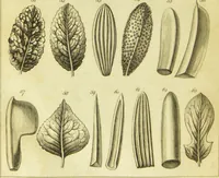 Picture 5 of 27 from A botanical dictionary: or elements of systematic and philosophical botany / [Colin Milne]. (1805), leaf 694