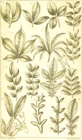 An illustration from A botanical dictionary: or elements of systematic and philosophical botany / [Colin Milne]. (1805)