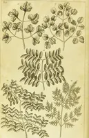 An illustration from A botanical dictionary: or elements of systematic and philosophical botany / [Colin Milne]. (1805)
