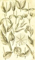 An illustration from A botanical dictionary: or elements of systematic and philosophical botany / [Colin Milne]. (1805)