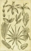 An illustration from A botanical dictionary: or elements of systematic and philosophical botany / [Colin Milne]. (1805)