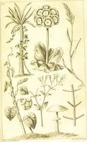 An illustration from A botanical dictionary: or elements of systematic and philosophical botany / [Colin Milne]. (1805)