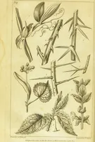 An illustration from A botanical dictionary: or elements of systematic and philosophical botany / [Colin Milne]. (1805)