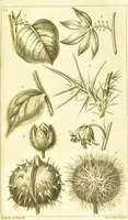 An illustration from A botanical dictionary: or elements of systematic and philosophical botany / [Colin Milne]. (1805)