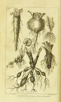 An illustration from A botanical dictionary: or elements of systematic and philosophical botany / [Colin Milne]. (1805)