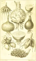 Picture 14 of 27 from A botanical dictionary: or elements of systematic and philosophical botany / [Colin Milne]. (1805), leaf 721
