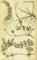 An illustration from A botanical dictionary: or elements of systematic and philosophical botany / [Colin Milne]. (1805)