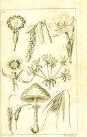 An illustration from A botanical dictionary: or elements of systematic and philosophical botany / [Colin Milne]. (1805)