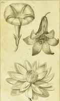 Picture 17 of 27 from A botanical dictionary: or elements of systematic and philosophical botany / [Colin Milne]. (1805), leaf 730