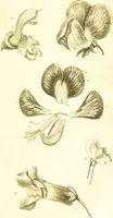 An illustration from A botanical dictionary: or elements of systematic and philosophical botany / [Colin Milne]. (1805)