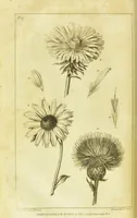 Picture 19 of 27 from A botanical dictionary: or elements of systematic and philosophical botany / [Colin Milne]. (1805), leaf 736