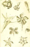 An illustration from A botanical dictionary: or elements of systematic and philosophical botany / [Colin Milne]. (1805)