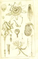 An illustration from A botanical dictionary: or elements of systematic and philosophical botany / [Colin Milne]. (1805)