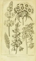 An illustration from A botanical dictionary: or elements of systematic and philosophical botany / [Colin Milne]. (1805)