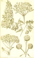 An illustration from A botanical dictionary: or elements of systematic and philosophical botany / [Colin Milne]. (1805)