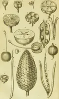 Picture 25 of 27 from A botanical dictionary: or elements of systematic and philosophical botany / [Colin Milne]. (1805), leaf 754