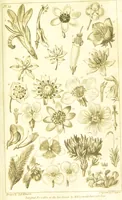 Picture 26 of 27 from A botanical dictionary: or elements of systematic and philosophical botany / [Colin Milne]. (1805), leaf 757