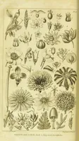 Picture 27 of 27 from A botanical dictionary: or elements of systematic and philosophical botany / [Colin Milne]. (1805), leaf 760