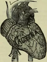 Picture 38 of 91 from Jenner centenary number. (1896), leaf 128