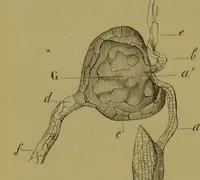 An illustration from Étude du processus histologique des néphrites / par Ch. Hortolès ; avec quatre gravures dans le texte et cinq planches chromolithographiées par M. Gouget. (1881)