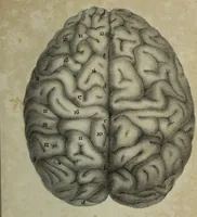 An illustration from Appendix to The anatomy of the brain : containing a paper read before the Royal Society on the 14th of May, 1829, and some remarks on Mr. Charles Bell's animadversions on phrenology / by G. Spurzheim. (1830)