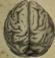 An illustration from Appendix to The anatomy of the brain : containing a paper read before the Royal Society on the 14th of May, 1829, and some remarks on Mr. Charles Bell's animadversions on phrenology / by G. Spurzheim. (1830)