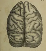 An illustration from Appendix to The anatomy of the brain : containing a paper read before the Royal Society on the 14th of May, 1829, and some remarks on Mr. Charles Bell's animadversions on phrenology / by G. Spurzheim. (1830)