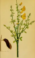 An illustration from Observations on the action of the broom-seed in dropsical affections / by Richard Pearson. (1835)